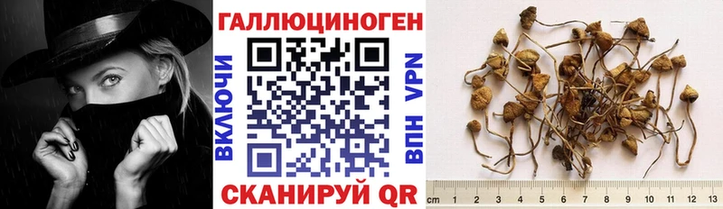 Купить закладки  Калязин  Галлюциногенные грибы Psilocybe 